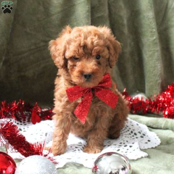 Anthony, Miniature Poodle Puppy