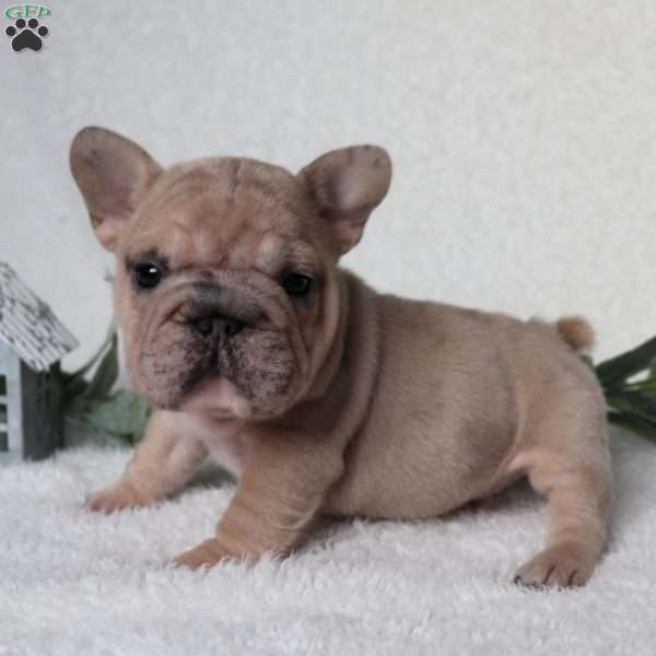 Archie, French Bulldog Puppy