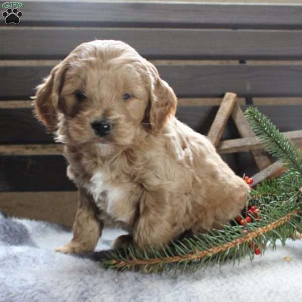 Arlo – F1B, Goldendoodle Puppy