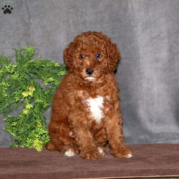 Arnie, Miniature Poodle Puppy