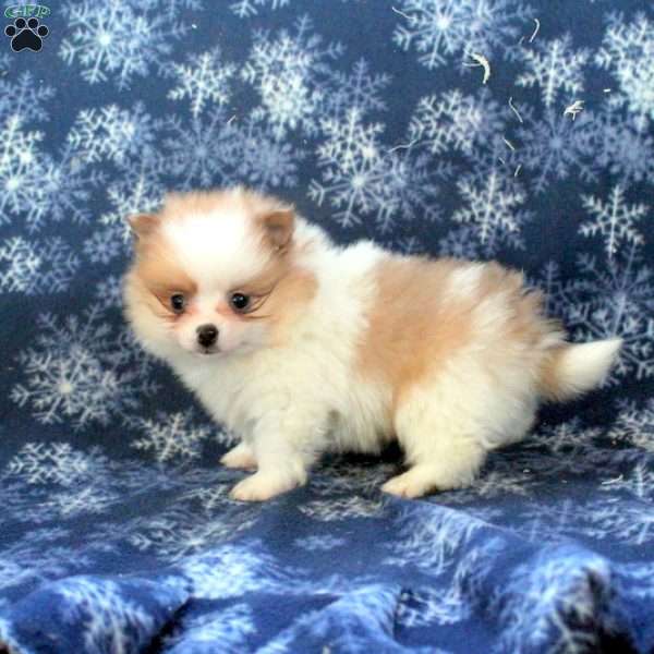 Asher, Pomeranian Puppy
