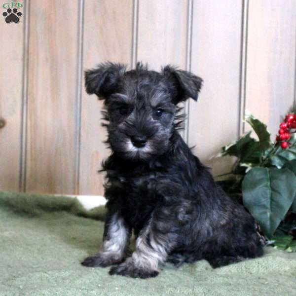 Asher, Miniature Schnauzer Puppy