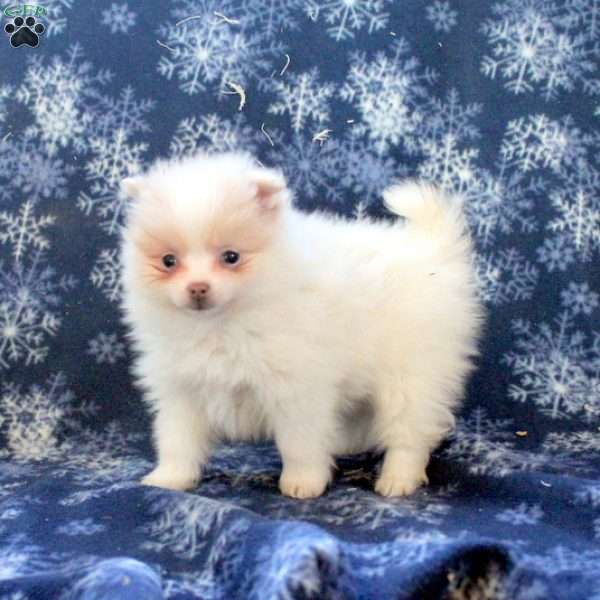 Ashley, Pomeranian Puppy