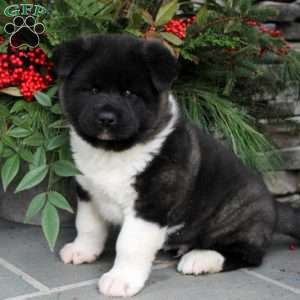 Akita Puppies for Sale - Greenfield Puppies