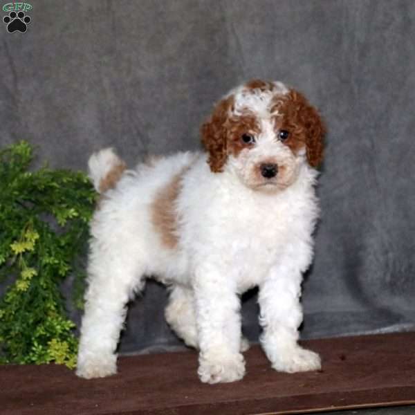 Audrey, Miniature Poodle Puppy