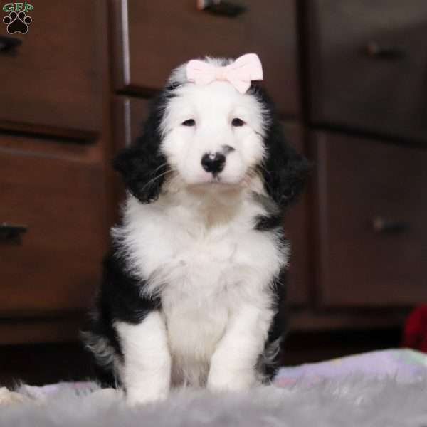 Aurora, Sheepadoodle Puppy