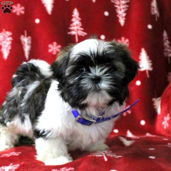 Austin, Shih Tzu Puppy