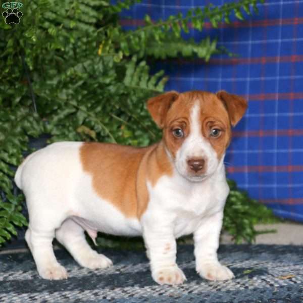 Austin, Jack Russell Terrier Puppy