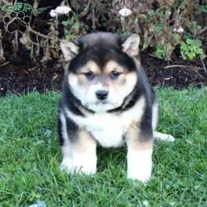 Shiba Puppies Greenville Tenn Shiba Inu (shiba) Puppies For Sale In Iowa