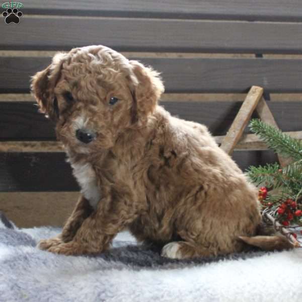Axel – F1B, Goldendoodle Puppy