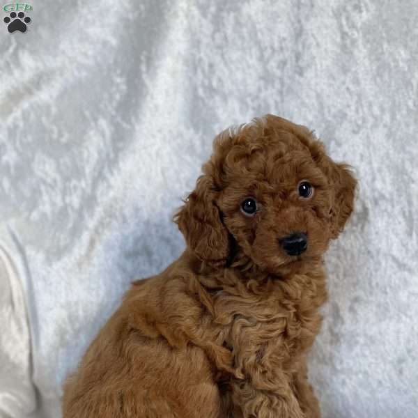 Owen, Miniature Poodle Puppy