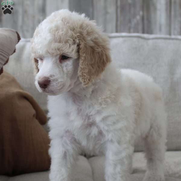 Tinsel, Standard Poodle Puppy