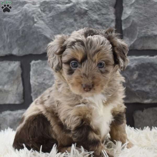 Jazzy, Mini Aussiedoodle Puppy