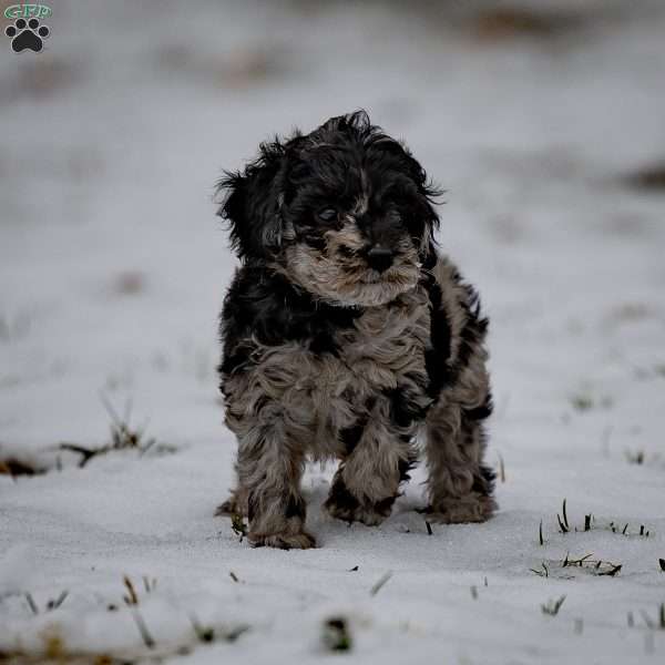 Bailey, Miniature Poodle Puppy