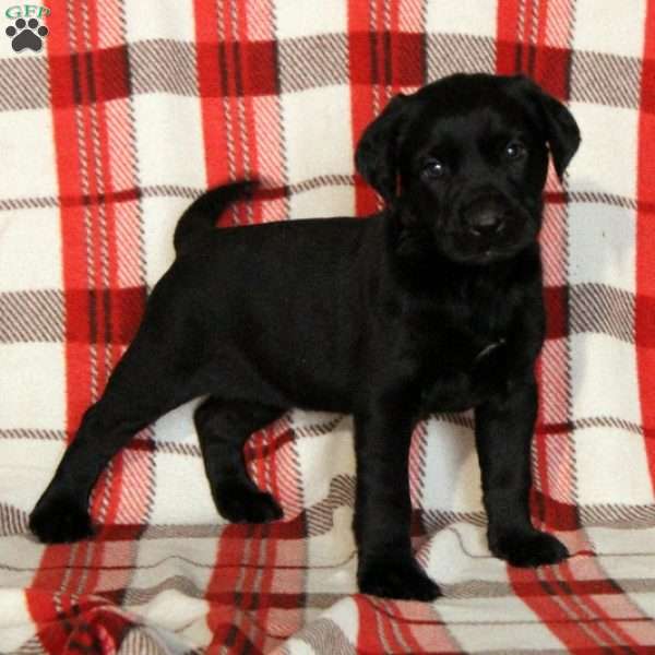Bailey, Black Labrador Retriever Puppy