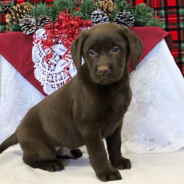 Barlow, Chocolate Labrador Retriever Puppy
