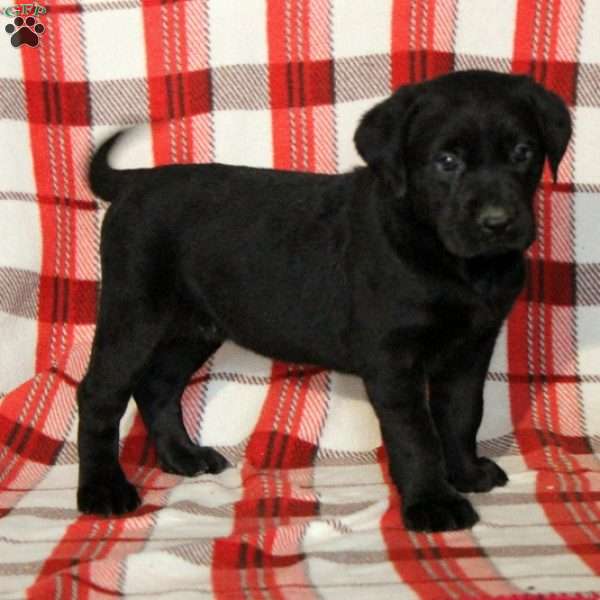 Beanie, Black Labrador Retriever Puppy