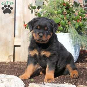 Greenfield best sale puppies rottweiler