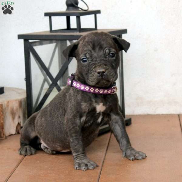 Bear, Cane Corso Mix Puppy