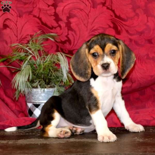 Beauty, Beagle Puppy