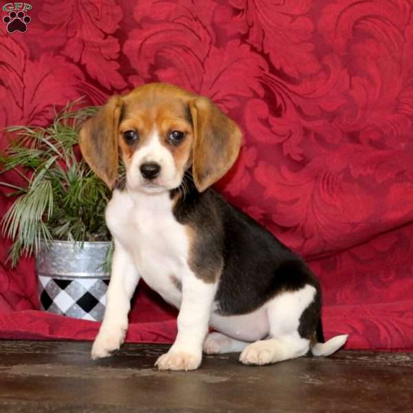Becky, Beagle Puppy