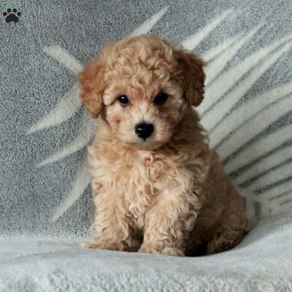 Benjamin, Toy Poodle Puppy
