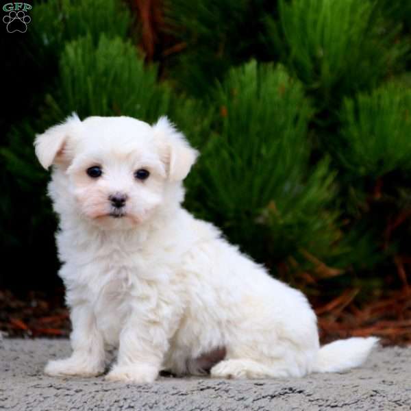 Benji, Maltese Puppy