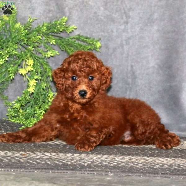 Benji, Miniature Poodle Puppy