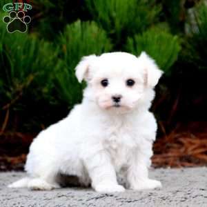 Benji - Maltese Puppy For Sale in Pennsylvania