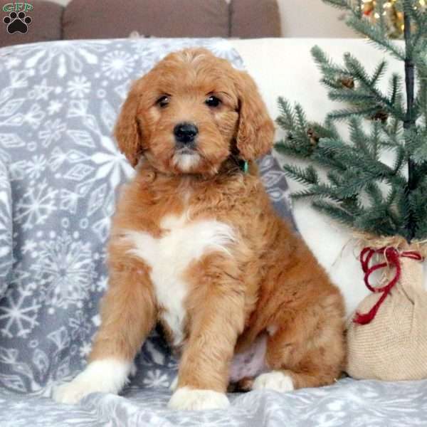 Bentley, Goldendoodle Puppy