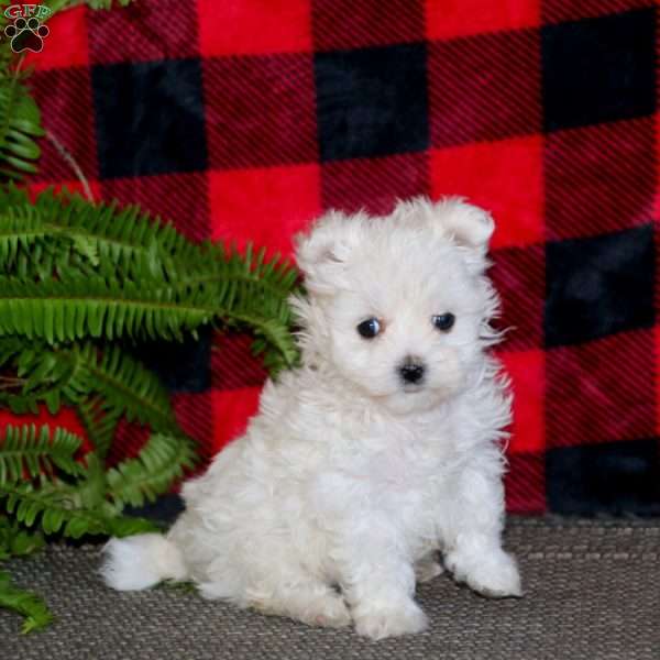 Betsy, Maltese Puppy