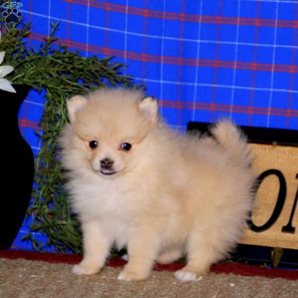 Betsy, Pomeranian Puppy