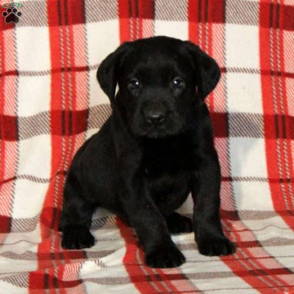 Beverly, Black Labrador Retriever Puppy
