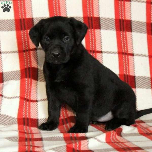 Billie, Black Labrador Retriever Puppy