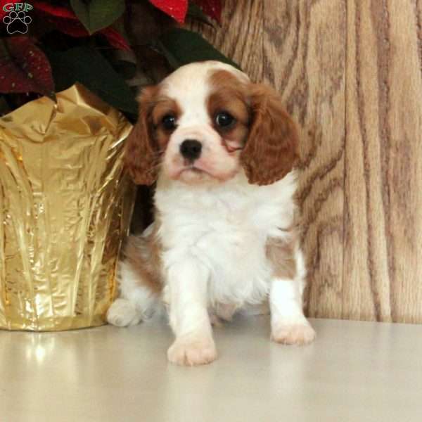 Billy, Cavalier King Charles Spaniel Puppy