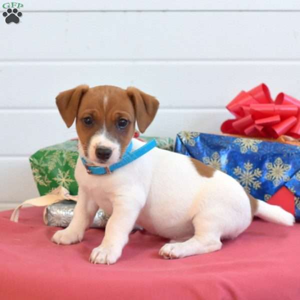 Biscuit, Jack Russell Terrier Puppy
