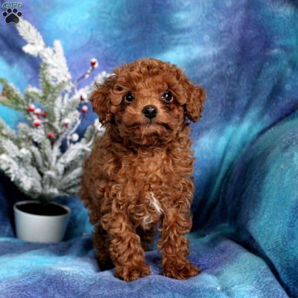Blake, Toy Poodle Puppy