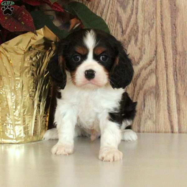 Bobby, Cavalier King Charles Spaniel Puppy