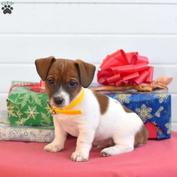 Bouncer, Jack Russell Terrier Puppy