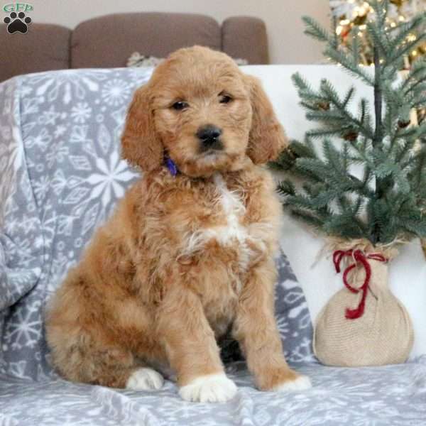 Boyde, Goldendoodle Puppy