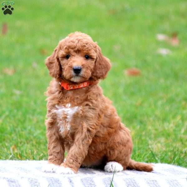 Bright, Goldendoodle Puppy