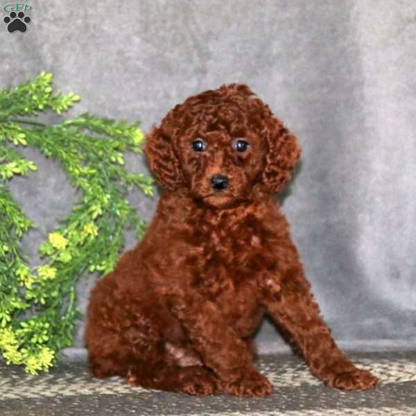 Britney, Miniature Poodle Puppy