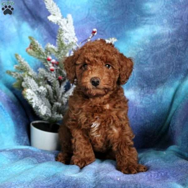 Brody, Toy Poodle Puppy