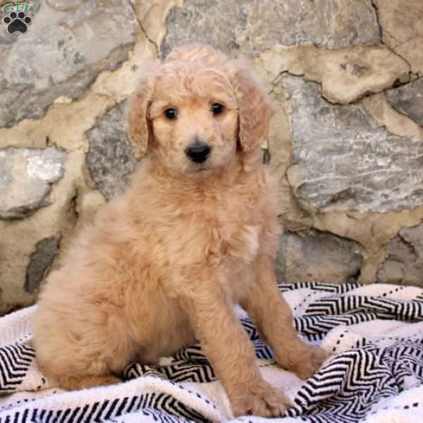 Brooks, Goldendoodle Puppy