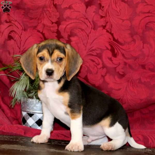 Bryce, Beagle Puppy