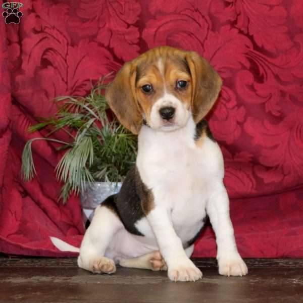 Brynnlee, Beagle Puppy