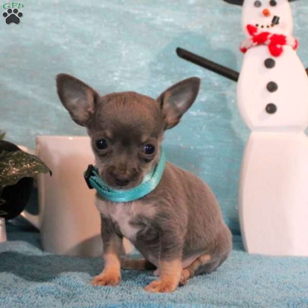 Bryson, Chihuahua Puppy