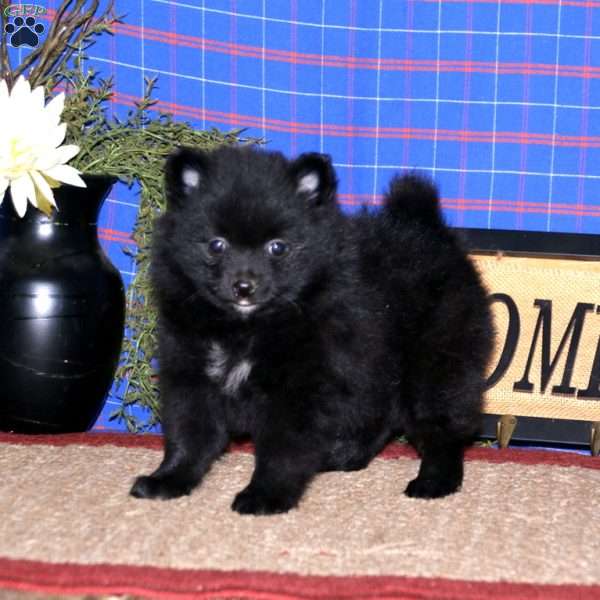 Bryson, Pomeranian Puppy