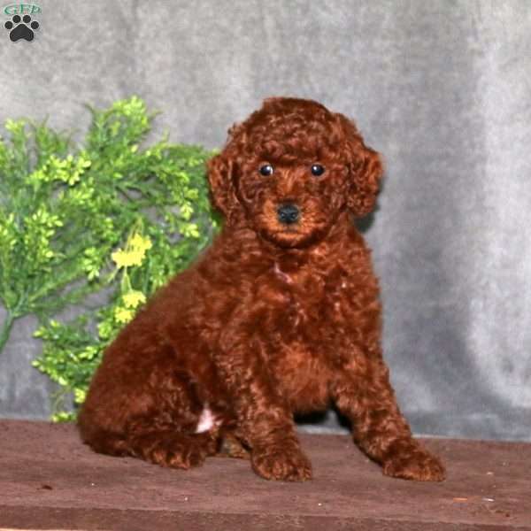 Bryson, Miniature Poodle Puppy