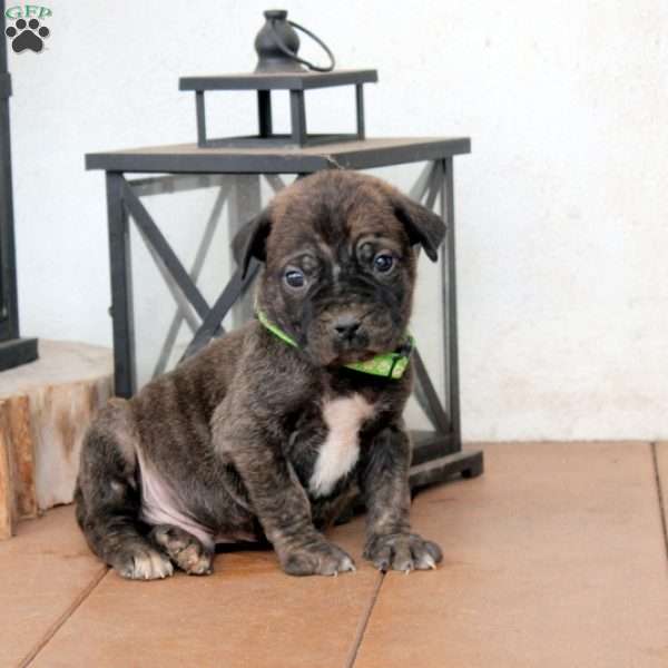 Buddy, Cane Corso Mix Puppy